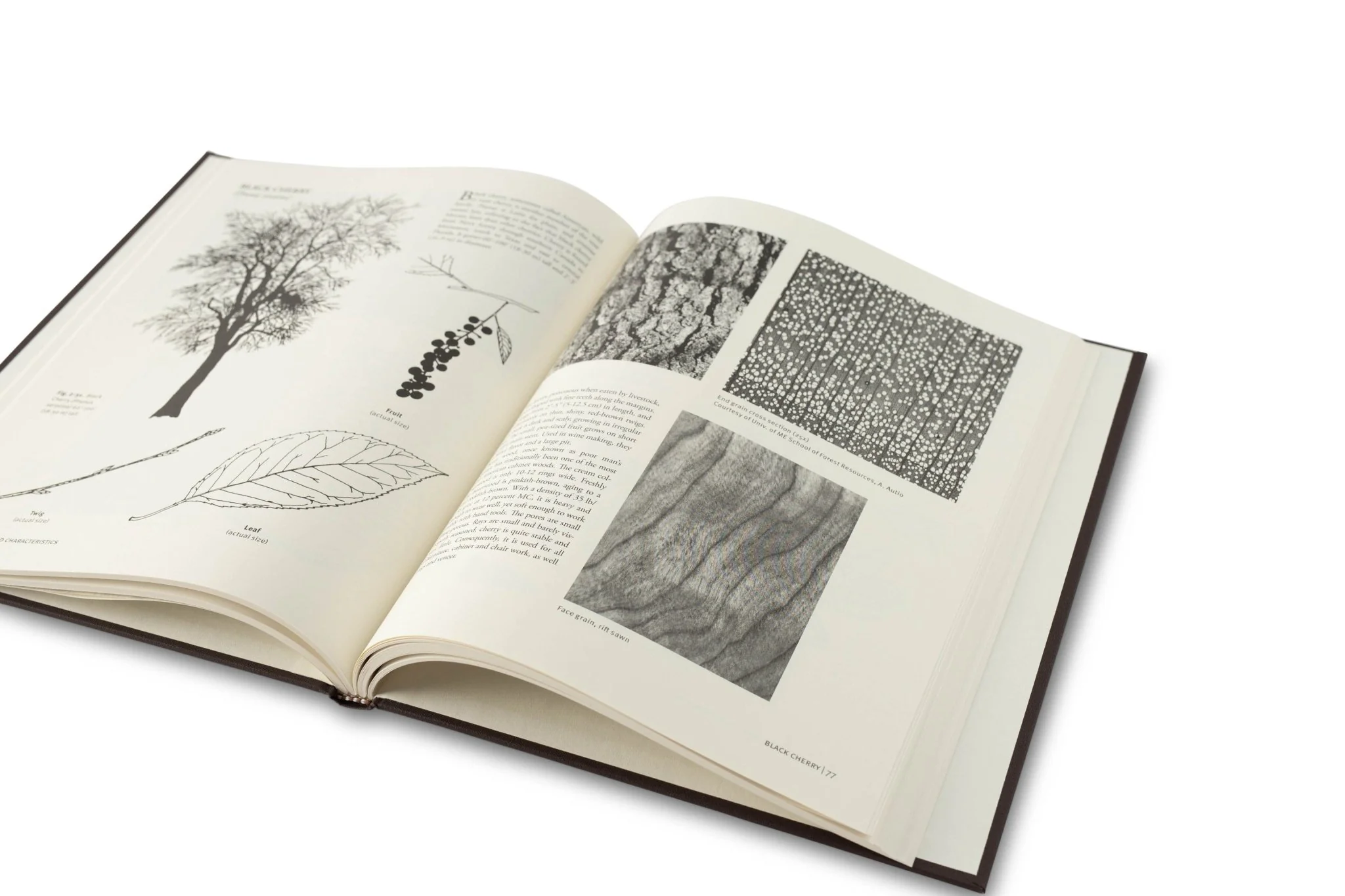 With the Grain: A Craftsman's Guide to Understanding Wood - Image 3